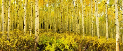 Стенен панел Пейзажи 010